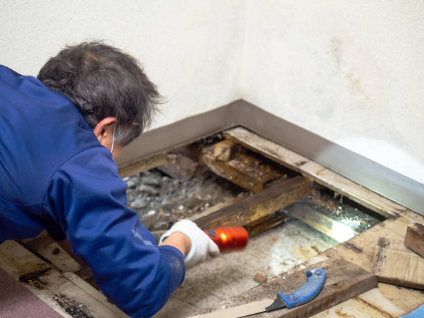 Best Localized Mold Remediation (e.g., coastal areas, humid climates) in Carpendale, WV