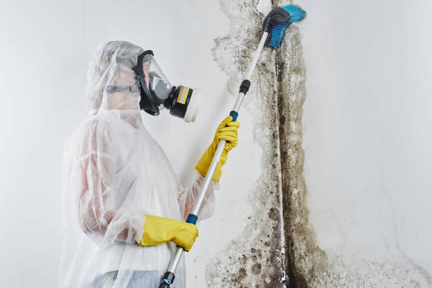 Professional Mold Remediation in Carpendale, WV