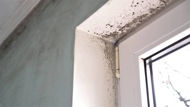 Best Crawl Space Mold Remediation in Carpendale, WV