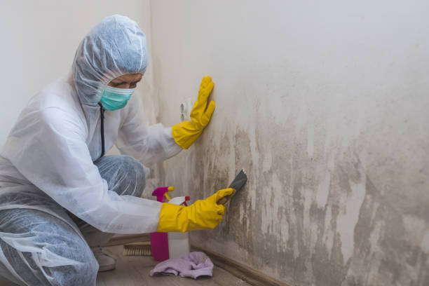 Best DIY Mold Remediation Support Services in Carpendale, WV