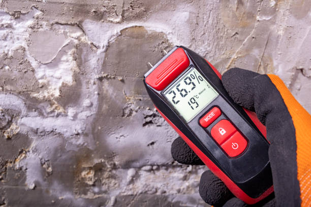 Best White Mold Remediation in Carpendale, WV