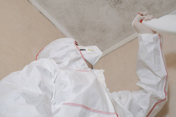 Best Insurance-Related Mold Remediation in Carpendale, WV