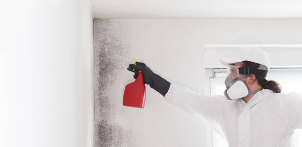 Best Industrial Mold Remediation in Carpendale, WV