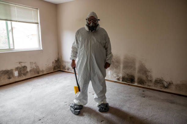 Best Mold Testing and Inspection Services in Carpendale, WV