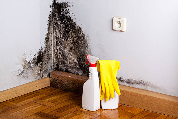 Best Post-Flood Mold Remediation in Carpendale, WV