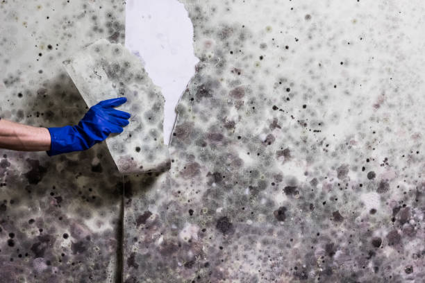 Best Kitchen Mold Remediation in Carpendale, WV