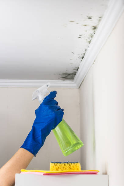 Best Commercial Mold Remediation in Carpendale, WV